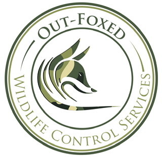 Out-Foxed Wildlife Control Services